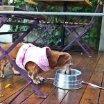 5 restaurantes pet friendly