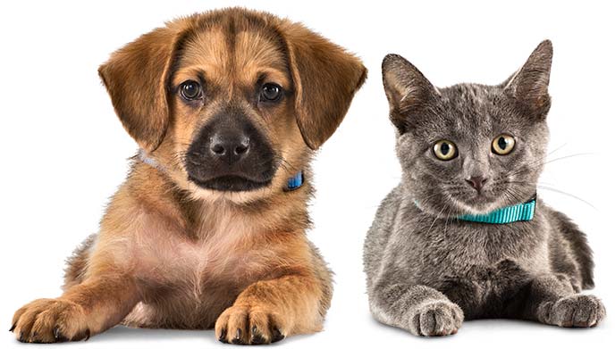 Gastos com animais de estimação: qual o limite?