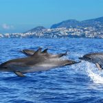 Roteiro de 5 dias pela Ilha da Madeira