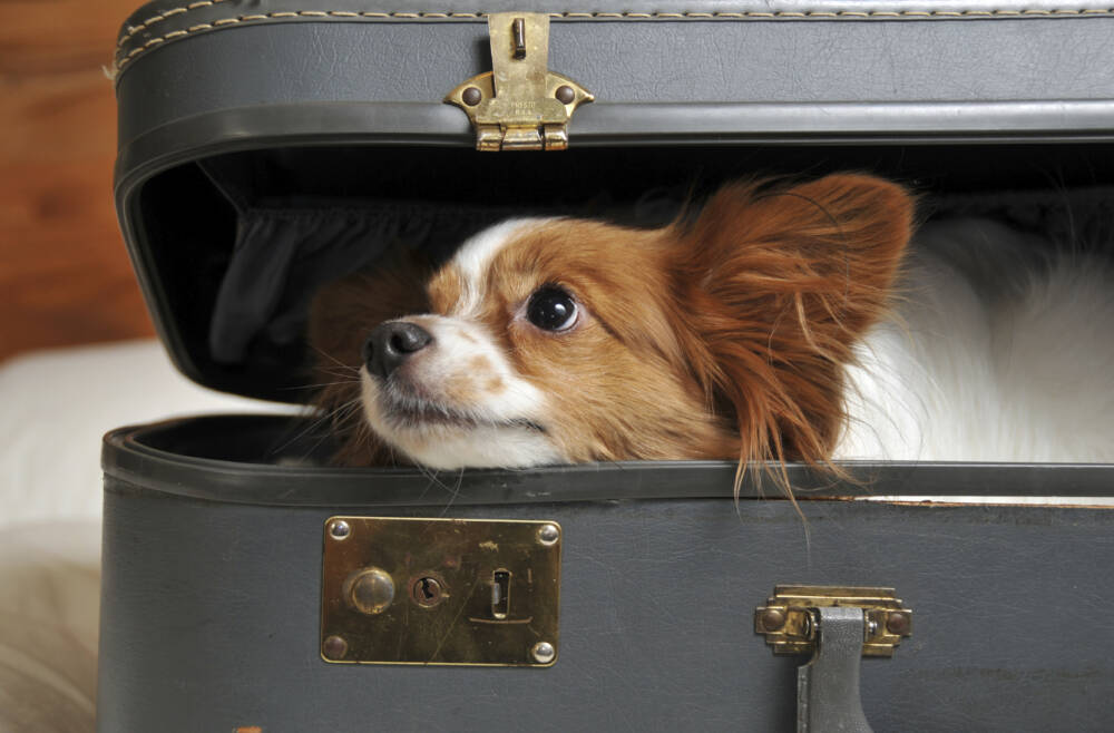 Dicas na hora de viajar com seu pet