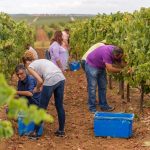 6 razões para visitar as vinícolas do Alentejo