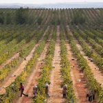 6 razões para visitar as vinícolas do Alentejo