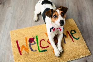 Florianópolis se consolida como destino turístico Pet Friendly