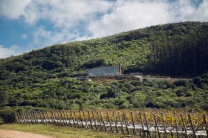 Sudeste uruguaio é referência em enoturismo