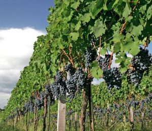 Casa Valduga inicia temporada da vindima onde hóspedes aprendem a colher uvas
