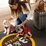 Pet Friendly: hotéis abrem as portas para os animais de estimação e atraem turistas