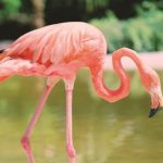 5 destinos da Flórida para relaxar e curtir a natureza no Carnaval