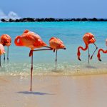 Aruba: águas transparentes e verão o ano inteiro